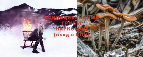 прущие грибы Дмитровск